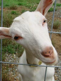 One of the Goat Lady Dairy's fine does.